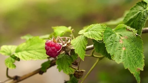 Berries of ripe raspberries on a bush Stock Footage
