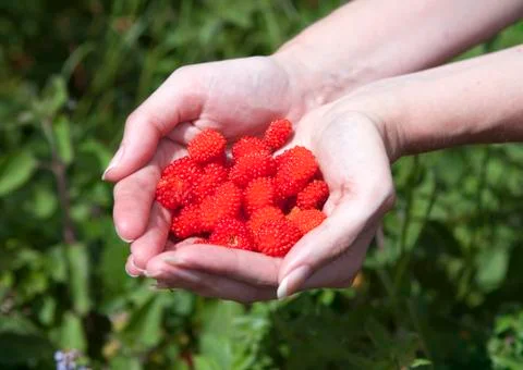 Berries of ripe raspberry Stock Photos