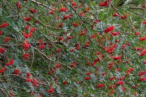Berries in Rowan tree Stock Photos