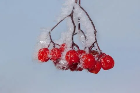 Berries of rowantree covered with snow and hoarfrost on the blue sky background. Stock Photos