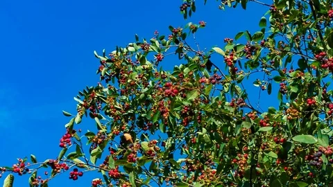 The berries of saskatoon. blue sky Stock Footage 70985412
