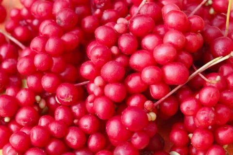 Berries of schisandra Stock Photos