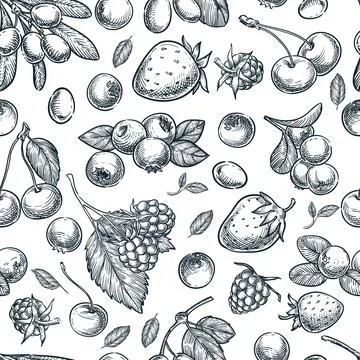 Berries seamless pattern. Vector hand drawn sketch illustration of raspberr.. Stock Illustration