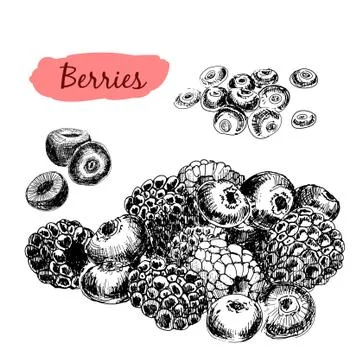Berries. Set of illustrations Stock Illustration
