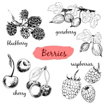 Berries. Set of illustrations Stock Illustration