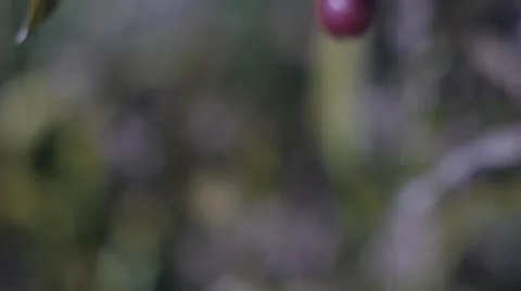 Berries Shallow Focus Stock Footage 41796238