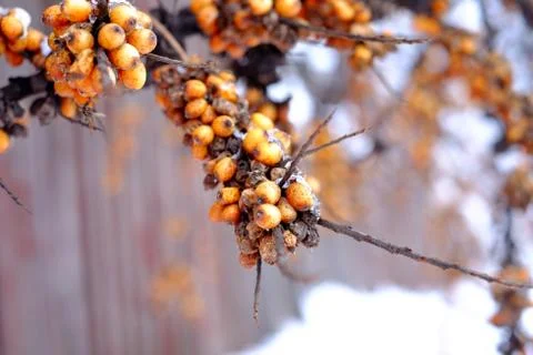 Berries in the snow Stock Photos