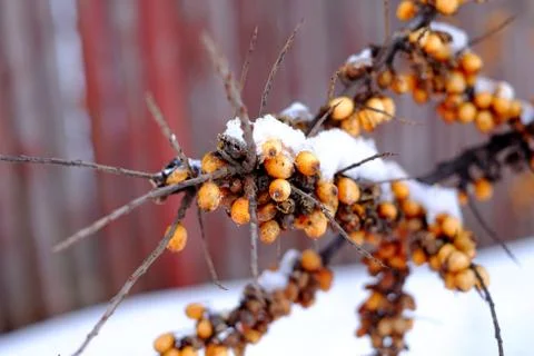 Berries in the snow Stock Photos