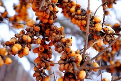 Berries in the snow Stock Photos