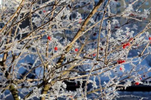 Berries in the snow Stock Photos