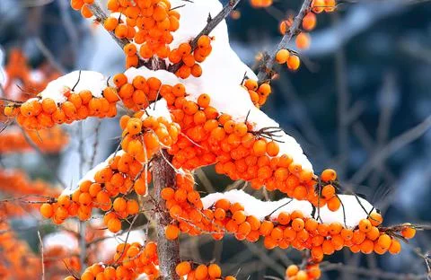 Berries in the snow. Stock Photos