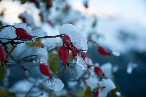 Berries in snow Stock Photos