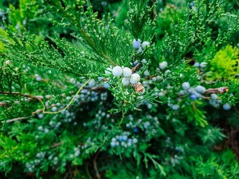 Berries in spruce branches Stock Photos