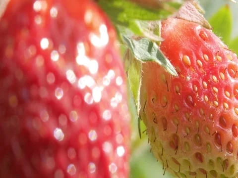 Berries of strawberries grow on a bed. Close-up. The concept of growing a Stock Footage 76992471