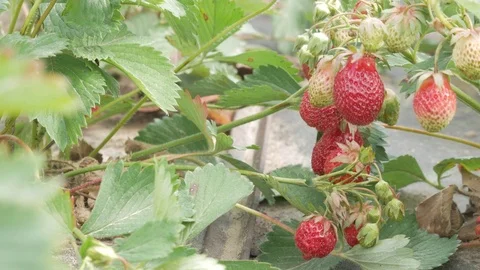Berries of strawberries grow on a bed. Close-up. The concept of growing a Stock Footage 76992519