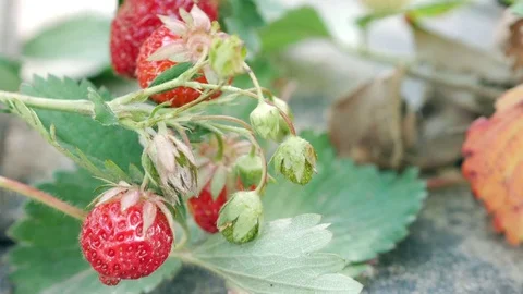 Berries of strawberries grow on a bed. Close-up. The concept of growing a Stock Footage 76992535