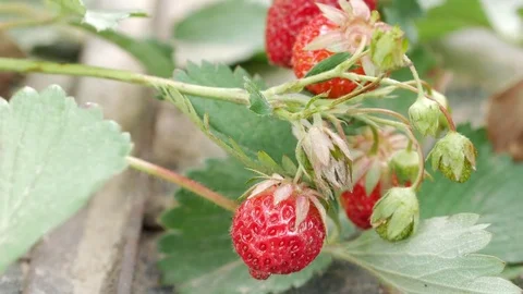 Berries of strawberries grow on a bed. Close-up. The concept of growing a Stock Footage 76992550
