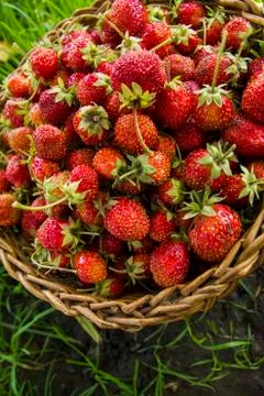 Berries of strawberry Stock Photos