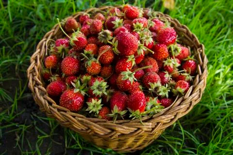 Berries of strawberry Stock Photos