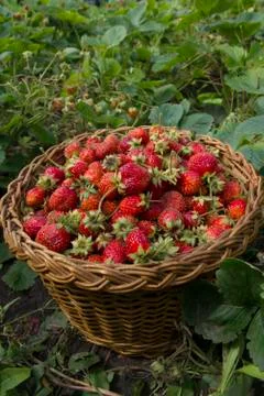 Berries of strawberry Stock Photos