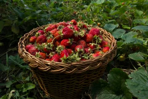 Berries of strawberry Stock Photos