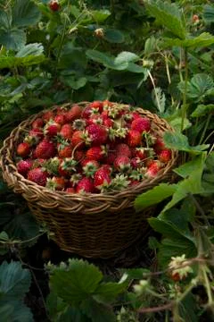 Berries of strawberry Stock Photos
