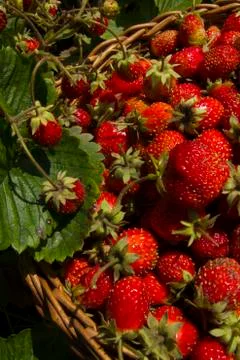 Berries of strawberry Stock Photos
