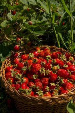 Berries of strawberry Stock Photos