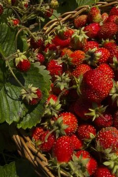 Berries of strawberry Stock Photos