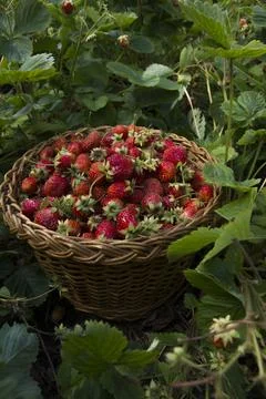 Berries of strawberry Stock Photos