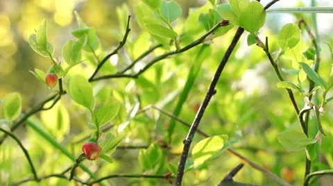 Berries in sunlight Video stock 57316470