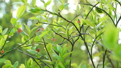 Berries in sunlight 스톡 동영상 57316488