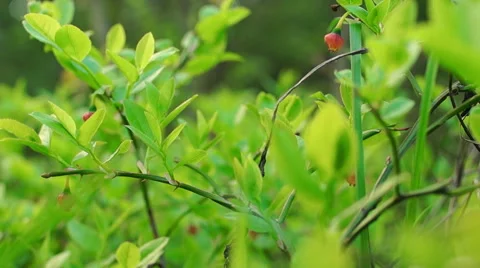 Berries in sunlight Video stock 57316492