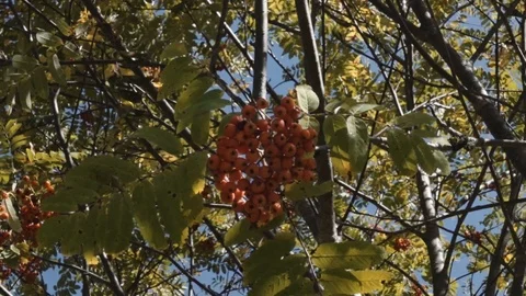 Berries in the sunshine Stock Footage 96000086