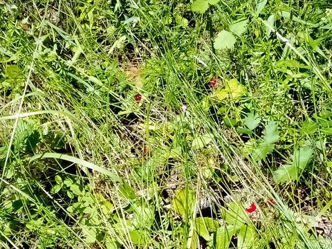 Berries in a thick grass Foto stock