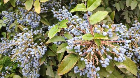 Berries on tree branches in spring Stock Photos