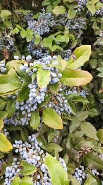 Berries on tree branches in spring 写真素材