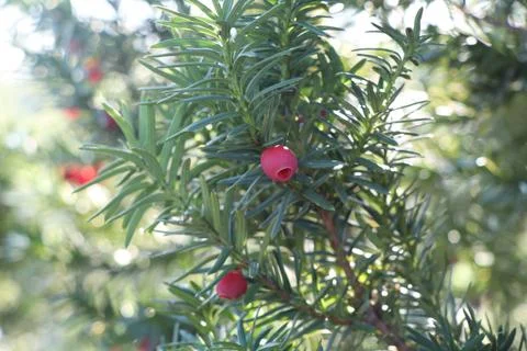 Berries on a tree, Christmas tree, New Year tree Stock Photos