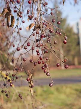 Berries on the tree Stock Photos