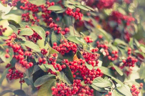 Berries on the tree. Stock Photos