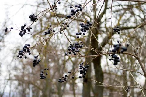 Berries on a tree Stock Photos