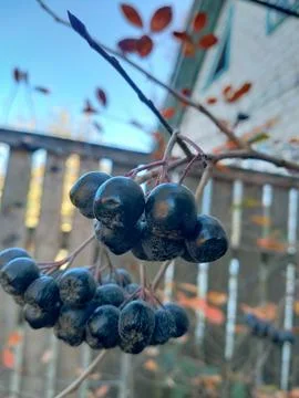 Berries on a tree Stock Photos