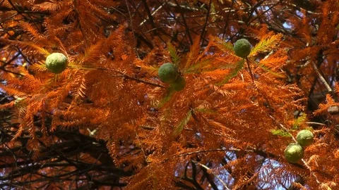 Berries of a tree with red leaves Stock Footage 71643177