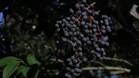 Berries on tree shaking in the wind Stock Footage 34083567