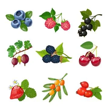 Berries Of Trees And Shrubs Set Stock Illustration
