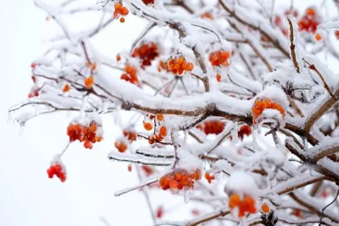 The berries on  trees in the ice Stock Photos