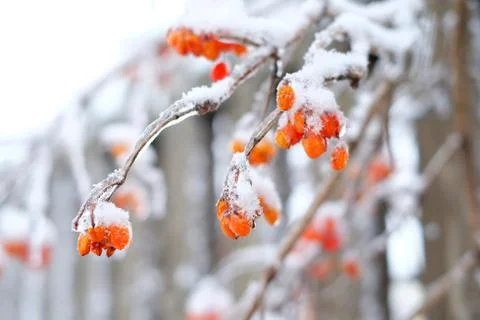 The berries on  trees in the ice Stock Photos