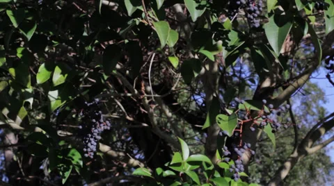 Berries on trees in the wind Video stock 34083647