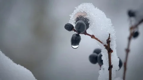 Berries under the snow. Close-up Stock Footage 69768532