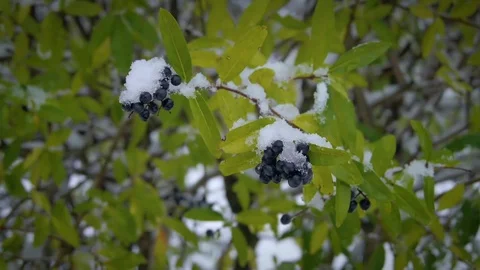 Berries under the snow. Stock Footage 69768528